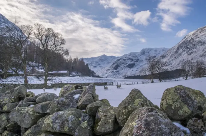 Framed Print : View over drystone wall across snow covered pasture with Swaledale ewes and hills, Grisedale, Lake District, Cumbria Framed Print : View over drystone wall across snow covered pasture with Swaledale ewes and hills, Grisedale, Lake District, Cumbria
