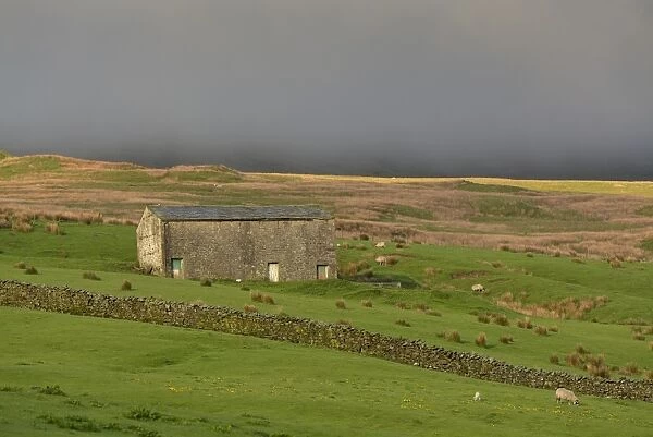 View of drystone wall, stone barn and sheep in upland pasture with overcast sky, Cumbria, England, March