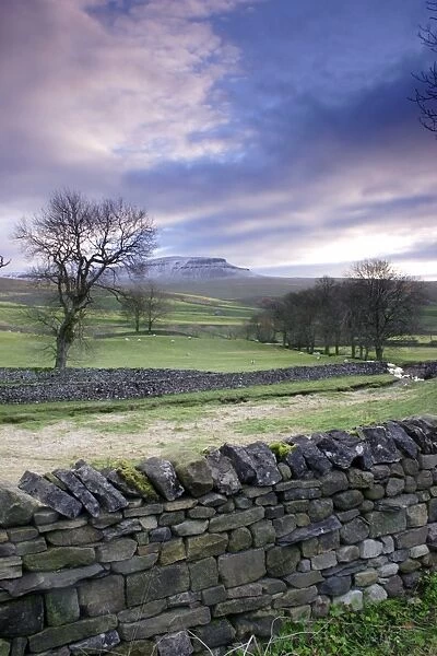 View of drystone walls, bare trees, sheep grazing in pasture and fell after light snow, Pen-y-ghent in distance