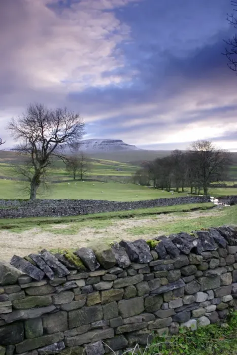 Framed Print : View of drystone walls, bare trees, sheep grazing in pasture and fell after light snow, Pen-y-ghent in distance Framed Print : View of drystone walls, bare trees, sheep grazing in pasture and fell after light snow, Pen-y-ghent in distance