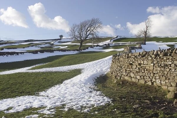 View of drystone walls and bare trees on hillside with melting snow, Reeth, Swaledale, Yorkshire Dales N. P