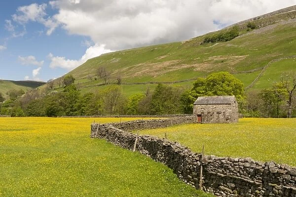 View of drystone walls, stone barn and traditional meadows with flowering buttercups, Muker, Swaledale