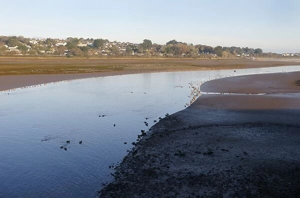View of estuary habitat with ducks and mudflats at low tide, Hayle Estuary RSPB Reserve, Cornwall, England, November