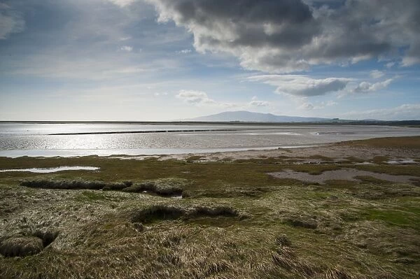 View of estuary habitat, Solway Firth, Caerlaverock National Nature Reserve, Ruthwell, Dumfries and Galloway, Scotland
