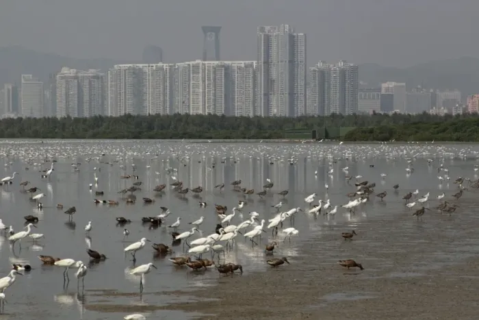 Framed Print : View of estuary with mixed flock of egrets, ducks, gulls and waders in incoming tide, Shenzhen City in background Framed Print : View of estuary with mixed flock of egrets, ducks, gulls and waders in incoming tide, Shenzhen City in background