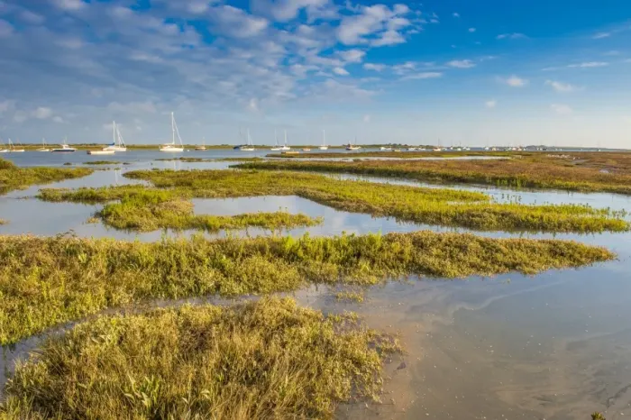 Framed Print : View of estuary saltmarsh habitat and boats with rising tide, Brancaster Staithe, Norfolk, England, September Framed Print : View of estuary saltmarsh habitat and boats with rising tide, Brancaster Staithe, Norfolk, England, September