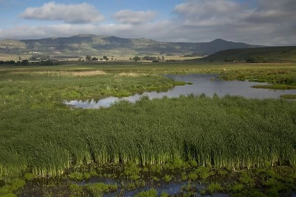 View of extensive reedbeds in wetland habitat, Wakkerstroom, Mpumalanga, South Africa, November