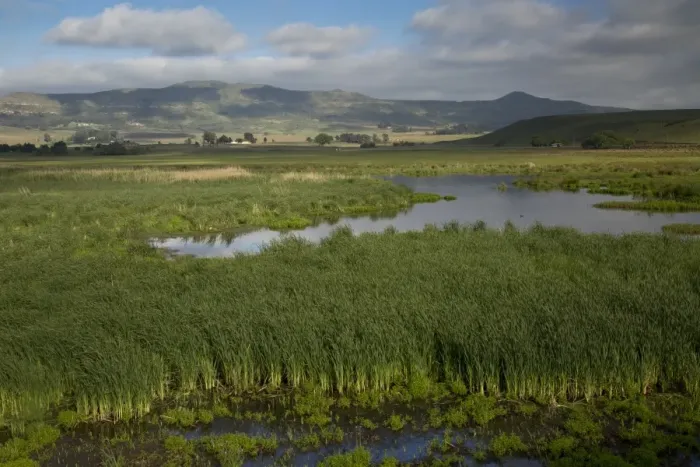 Framed Print : View of extensive reedbeds in wetland habitat, Wakkerstroom, Mpumalanga, South Africa, November