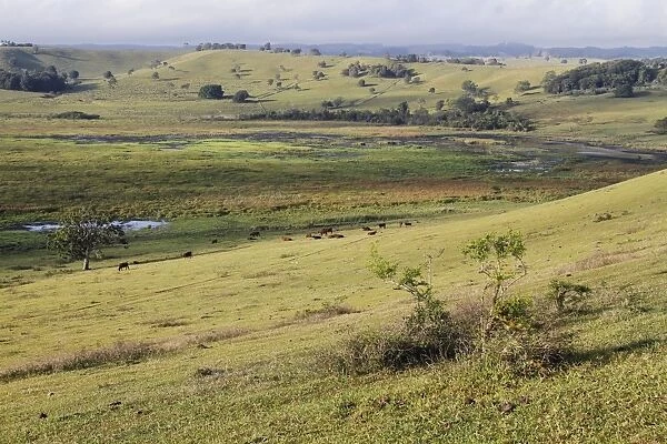 View of extinct volcanic crater with cattle and wetland habitat, important roosting area for waterfowl and cranes