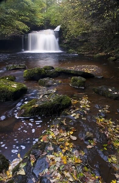 View of fallen leaves in river near waterfall, Cauldron Falls, Walden Beck, River Ure, West Burton, Wensleydale