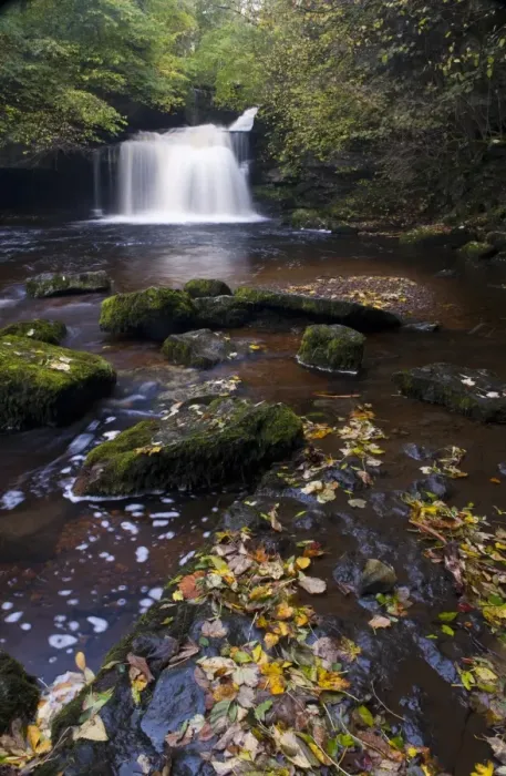 Framed Print : View of fallen leaves in river near waterfall, Cauldron Falls, Walden Beck, River Ure, West Burton, Wensleydale Framed Print : View of fallen leaves in river near waterfall, Cauldron Falls, Walden Beck, River Ure, West Burton, Wensleydale