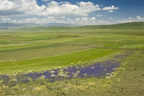 View of farmed landscape with vipers bugloss, near Cildir, near Aktas Golu, Pontic Mountains, Anatolia, Turkey, July