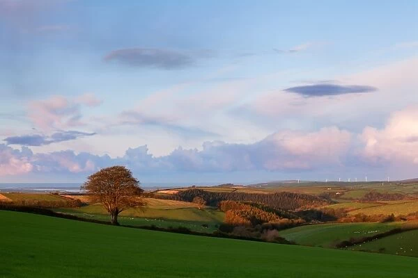 View of farmland and distant coast at sunrise, looking out over Dean Head Wood and onto Baggy Point, Yarde Cross