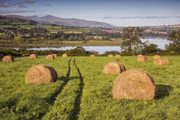 View of farmland with hay bales in meadow at dawn, Llangorse Lake, Brecon Beacons N. P. Powys, Wales, September