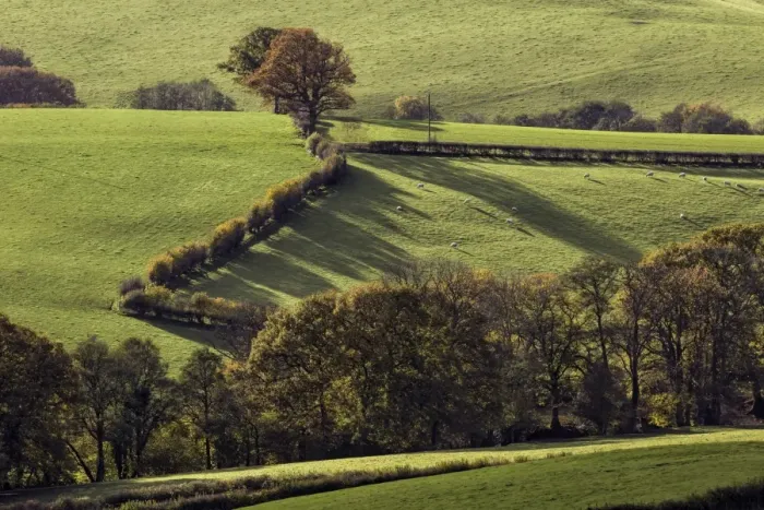 Framed Print : View of farmland with hedgerows and sheep, Cobblers Plain, near Devauden, Monmouthshire, South Wales, November