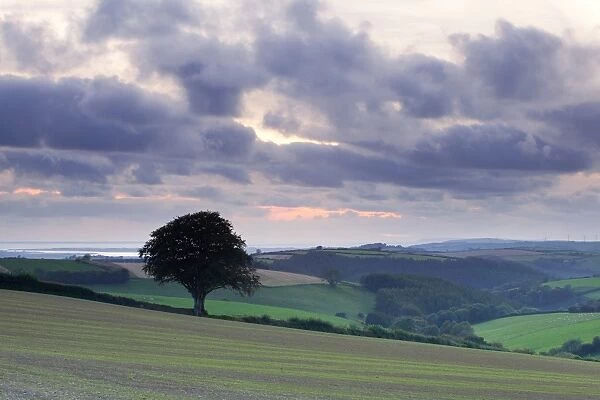 View of farmland near coast at sunset, from Yard Cross near Barnstaple towards Baggy Point, North Devon, England