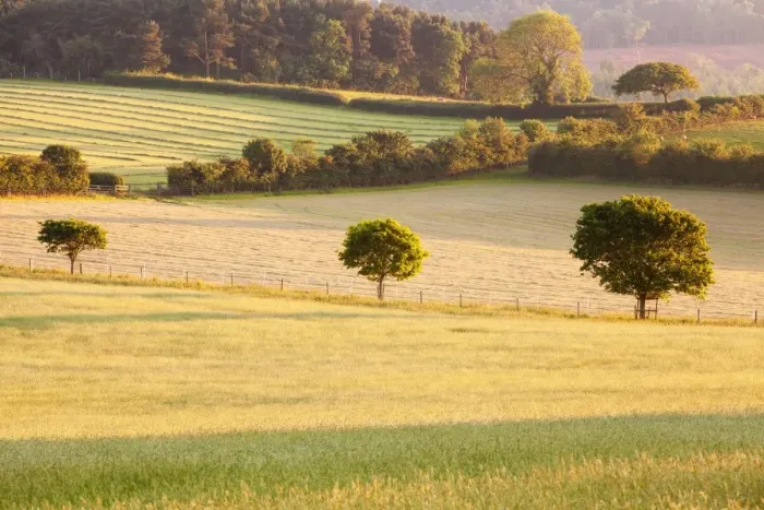 Framed Print : View of farmland with patchwork of hay fields and hedgerows in late afternoon sunshine, near Luccombe, Exmoor N. P Framed Print : View of farmland with patchwork of hay fields and hedgerows in late afternoon sunshine, near Luccombe, Exmoor N. P