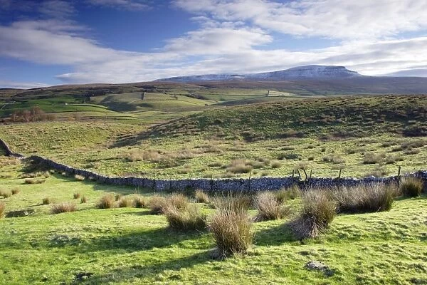 View of fell habitat with drystone wall, Pen-y-ghent in distance, Horton-in-Ribblesdale, Ribblesdale