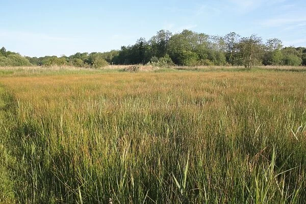 View of fen meadow habitat in valley fen reserve, Roydon Fen, Roydon, Upper Waveney Valley, Norfolk, England, june