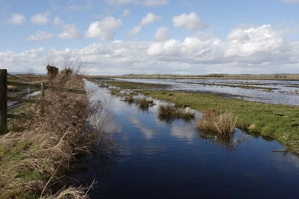 View of flooded floodplain grassland and wetland habitat, Greylake RSPB Reserve, Somerset Levels, Somerset, England