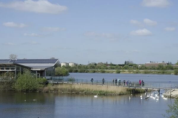 View of flooded former gravel pit habitat, visitors on boardwalk to visitors centre and Mute Swan (Cygnus olor) flock