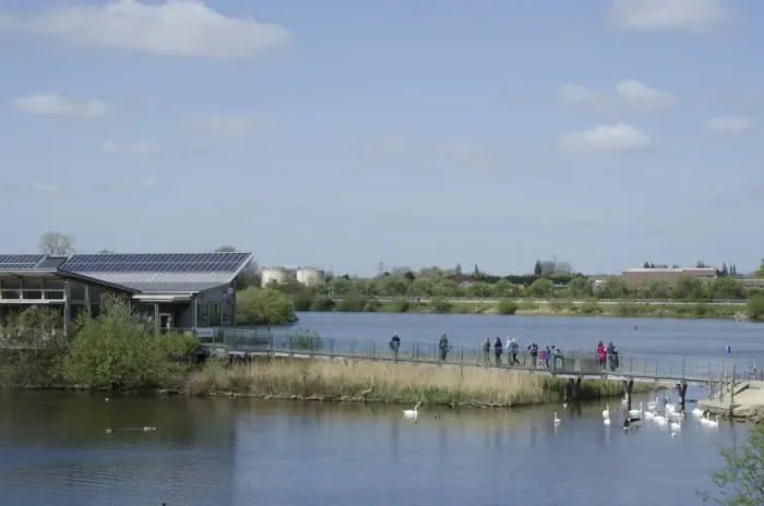 Framed Print : View of flooded former gravel pit habitat, visitors on boardwalk to visitors centre and Mute Swan (Cygnus olor) flock Framed Print : View of flooded former gravel pit habitat, visitors on boardwalk to visitors centre and Mute Swan (Cygnus olor) flock