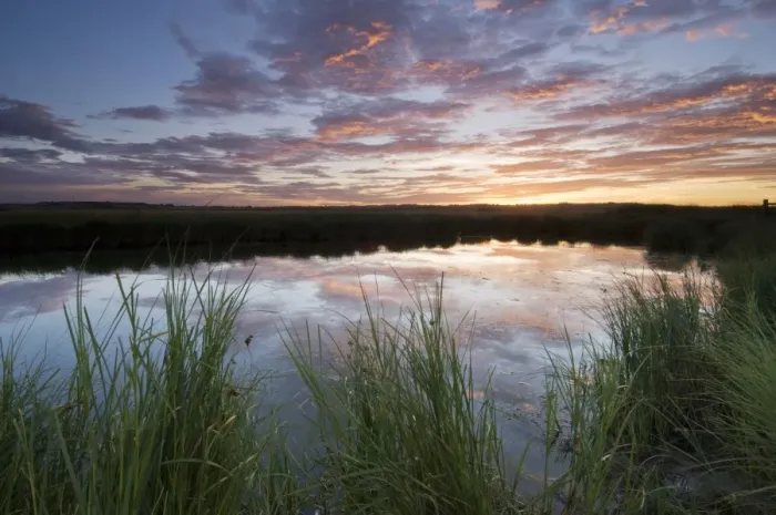 Framed Print : View of flooded grazing marsh at sunrise, Elmley Marshes N. N. R. North Kent Marshes, Isle of Sheppey, Kent, England Framed Print : View of flooded grazing marsh at sunrise, Elmley Marshes N. N. R. North Kent Marshes, Isle of Sheppey, Kent, England
