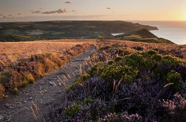 View of flowering heather and gorse beside Southwest coast path on Great Hangmans Hill