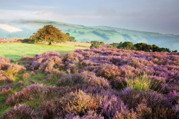 Framed Print : View of flowering heather and hawthorn tree with distant sea mist at dawn, Porlock Hill, Culbone, Exmoor N. P Framed Print : View of flowering heather and hawthorn tree with distant sea mist at dawn, Porlock Hill, Culbone, Exmoor N. P