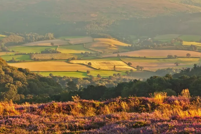 Framed Print : View of flowering heather on moorland overlooking valley with village and church in late evening sunlight Framed Print : View of flowering heather on moorland overlooking valley with village and church in late evening sunlight