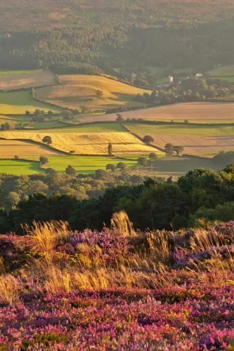Framed Print : View of flowering heather on moorland overlooking valley with village and church in late evening sunlight