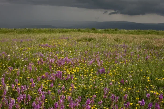 Framed Print : View of flowery hay meadows dominated by Giant Milkwort, with approaching storm, near Ardahan, Anatolia, Turkey, July Framed Print : View of flowery hay meadows dominated by Giant Milkwort, with approaching storm, near Ardahan, Anatolia, Turkey, July