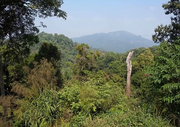 View over forest canopy towards Myanmar border, Kaeng Krachan N. P. Thailand, february