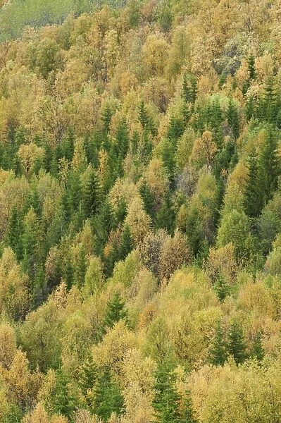 View of forest habitat with conifer and birch trees in autumn colour, Lapland, Finland, September