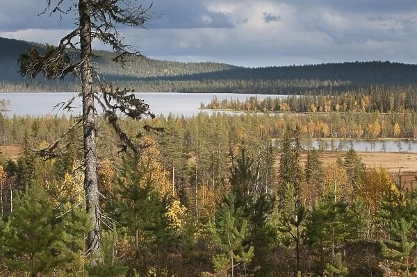 View of forest habitat with conifer and birch trees in autumn colour beside lake, Muonio, Lapland, Finland, September