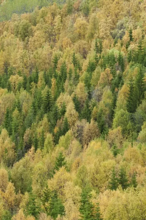 Framed Print : View of forest habitat with conifer and birch trees in autumn colour, Lapland, Finland, September Framed Print : View of forest habitat with conifer and birch trees in autumn colour, Lapland, Finland, September