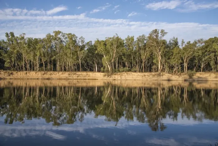 Framed Print : View of forest reflected in river, Barooga State Forest, Murray River, New South Wales, Australia, February Framed Print : View of forest reflected in river, Barooga State Forest, Murray River, New South Wales, Australia, February