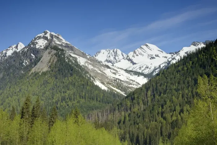 Framed Print : View of forest on slopes of snow covered mountains, Glacier N. P. British Columbia, Canada, may Framed Print : View of forest on slopes of snow covered mountains, Glacier N. P. British Columbia, Canada, may