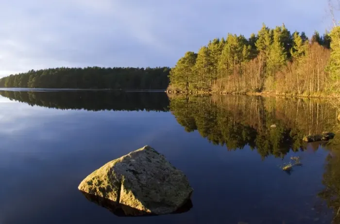 Framed Print : View of freshwater loch and pine forest habitat, Loch Garten, Abernethy Forest, Strathspey, Cairngorm N. P Framed Print : View of freshwater loch and pine forest habitat, Loch Garten, Abernethy Forest, Strathspey, Cairngorm N. P