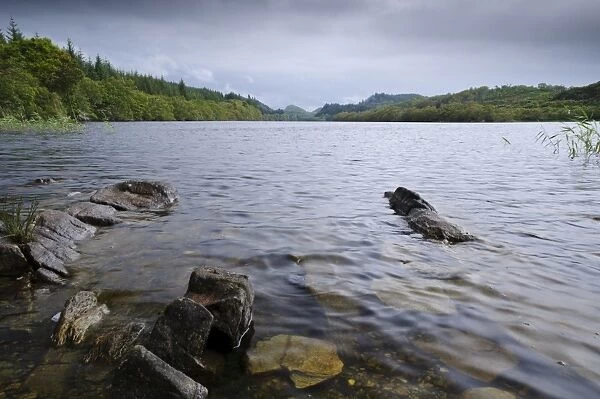 View of freshwater loch, site of trial Eurasian Beaver (Castor fiber) reintroduction, Loch Coille-Bharr