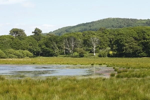 View of freshwater marsh, pool and woodland habitat, Ynys-hir RSPB Reserve, Ceredigion, Wales, june