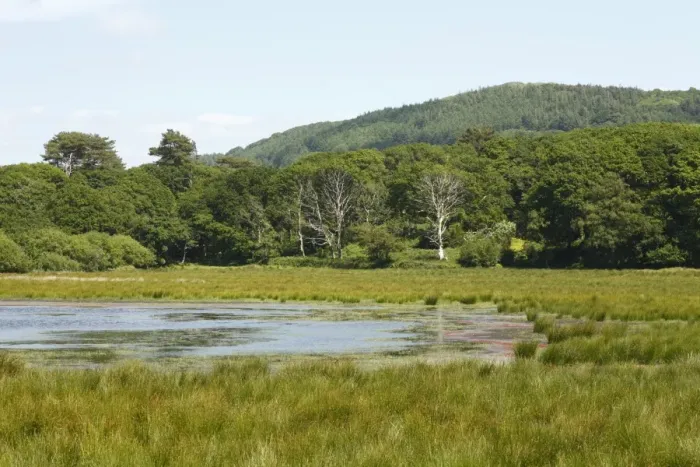 Framed Print : View of freshwater marsh, pool and woodland habitat, Ynys-hir RSPB Reserve, Ceredigion, Wales, june
