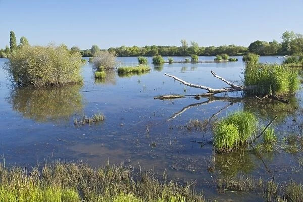 View of freshwater marshland habitat, Parc Naturel Regional de la Brenne, Indre, France, September