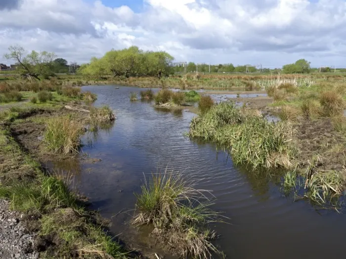 Framed Print : View of freshwater marshland habitat, Doxey Marshes, Staffordshire Wildlife Trust Reserve, Staffordshire, England, May