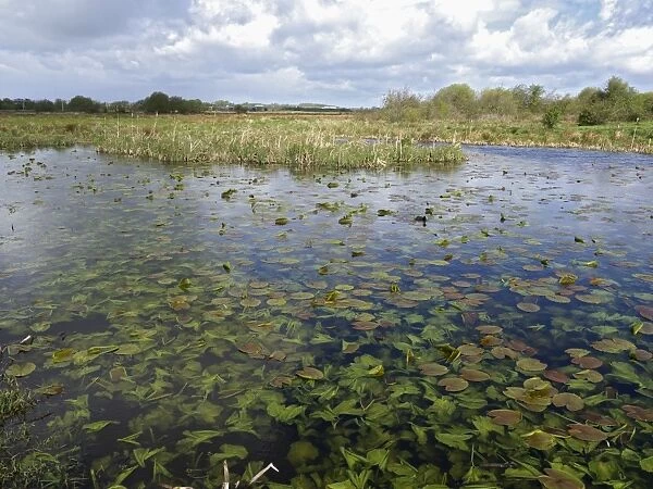 View of freshwater marshland habitat with waterlily leaves in pool, Doxey Marshes