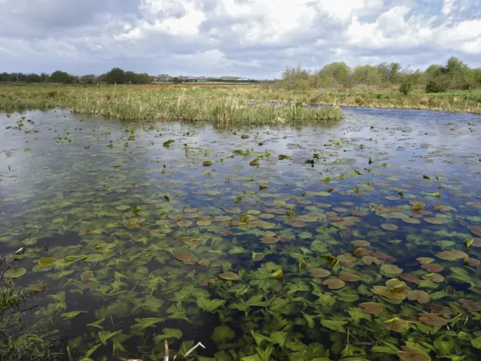 Framed Print : View of freshwater marshland habitat with waterlily leaves in pool, Doxey Marshes Framed Print : View of freshwater marshland habitat with waterlily leaves in pool, Doxey Marshes