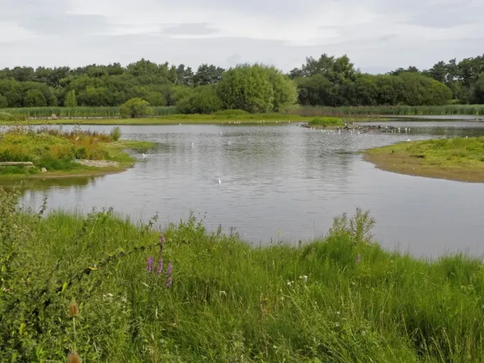 Framed Print : View of freshwater pool habitat, Venus Pool Nature Reserve, Shropshire, England, September Framed Print : View of freshwater pool habitat, Venus Pool Nature Reserve, Shropshire, England, September