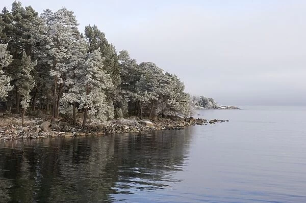 View of frost covered coniferous forest and coastline, Norrtalje, Stockholm County, Baltic Sea, Sweden, january