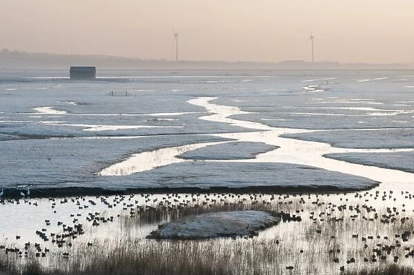 View of frost covered flooded coastal grazing marsh marsh habitat with ducks at sunrise