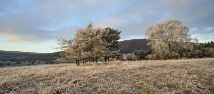 Framed Print : View of frost covered grass and trees, Lotus Hill, Dumfries and Galloway, Scotland, january Framed Print : View of frost covered grass and trees, Lotus Hill, Dumfries and Galloway, Scotland, january